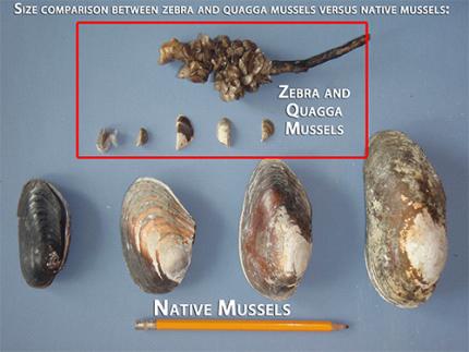 Comparison of zebra/quagga mussels to native mussels