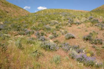 wildflowers on shrubsteppe