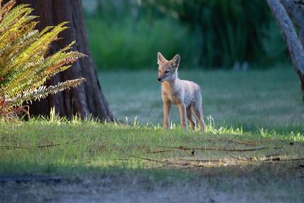 Coyote pup