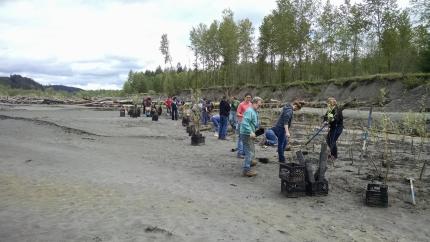 planting trees in riparian area