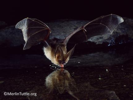 bat in flight