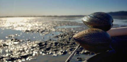 clams on a beach