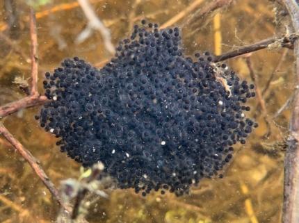 northern leopard frog egg mass