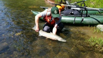 A WDFW employee holding a fish