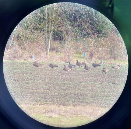 Group of Dusky Canada Geese