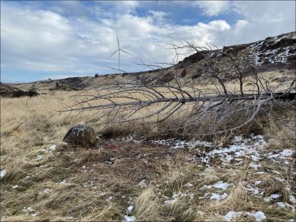 Remains of Mule Deer 417