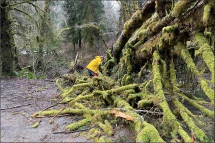 Fallen branches cluttering road way