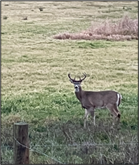 White tail buck