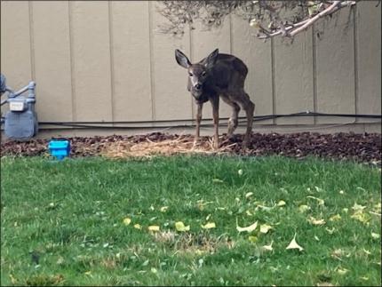 Sick and injured mule deer fawn.