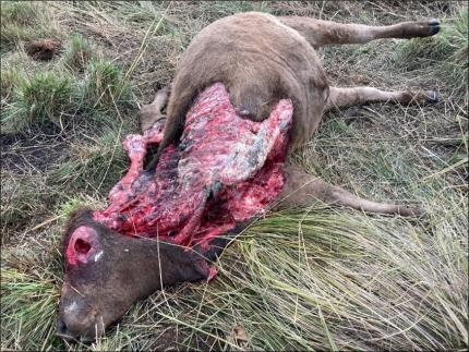 Scavenging on the steer carcass.