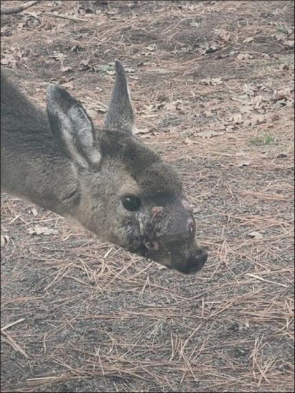 Deer with facial injury.