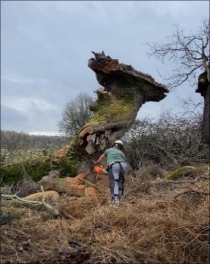 Assistant Manager Breitenstein works at cutting through a large fallen oak.