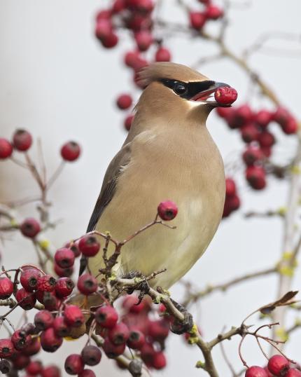 Bohemian Waxwing feeding on red berries in November.