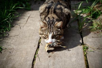 Domestic cat with small song bird