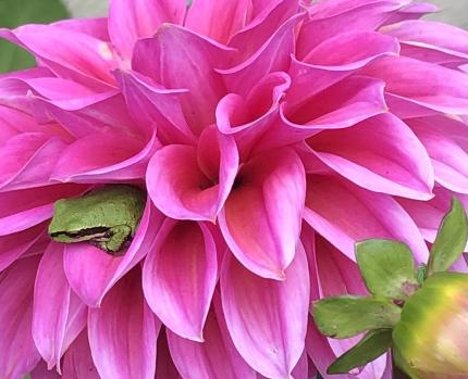 Froggy found a new home inside a Dahlia bloom.