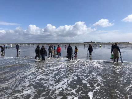 Razor clam digging at Copalis Beach