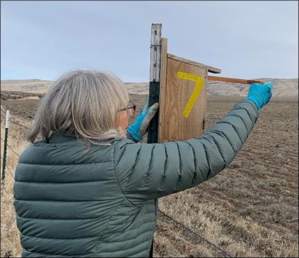 A volunteer checking a bluebird box