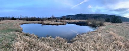 A bird dog training pond