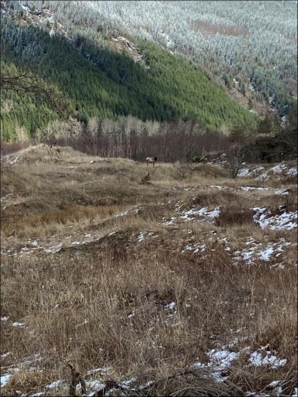 Grazing cow elk