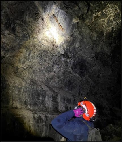 Bats being spotlighted in a cave