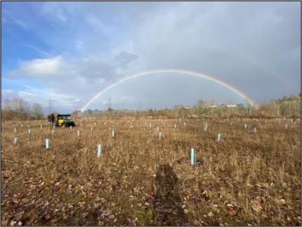 A rainbow in the field