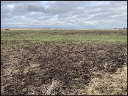 Damaged wheat fields