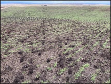 Wheat field damage