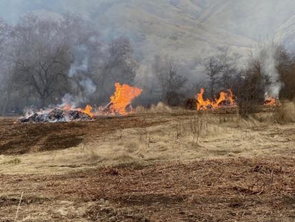 David Woodall burning piles of blackberry vines