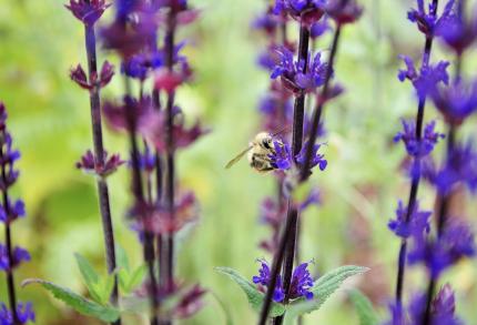 Native bee on a native plant, Penstemon