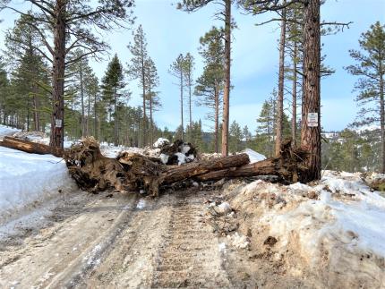 A muddied road blocked with trees