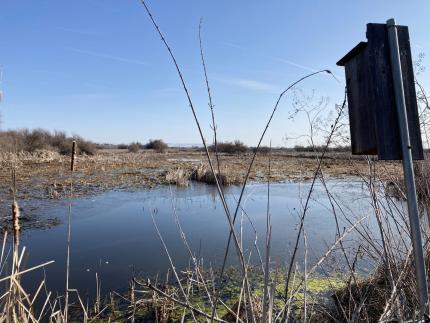 A picture of the Johnson Wetland with a wood duck box