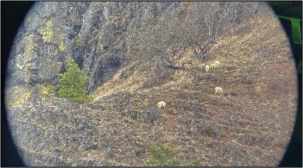 Mountain goats spotted through a lense.