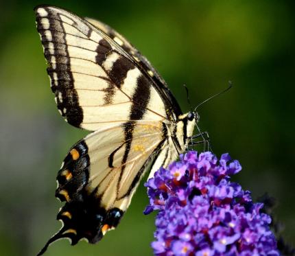 Tiger Swallowtail