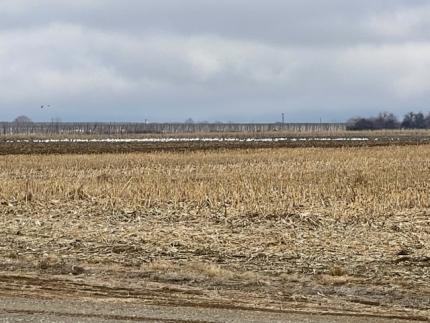 Waterfowl foraging in a large corn field