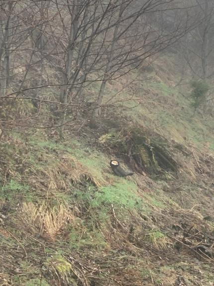 Biologist Smith with a booming male sooty grouse right off the road.