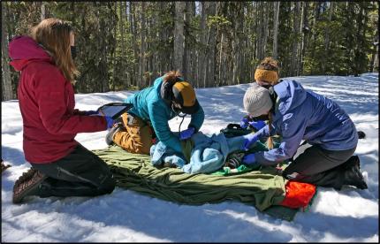 A crew processing a capture lynx.