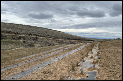 Rows of newly planted trees and shrubs.