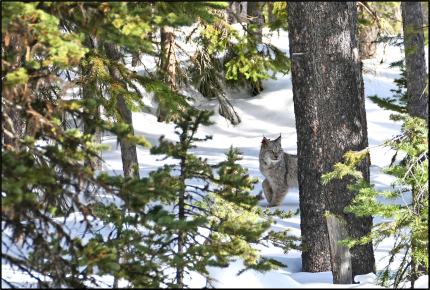 A lynx in the snow.