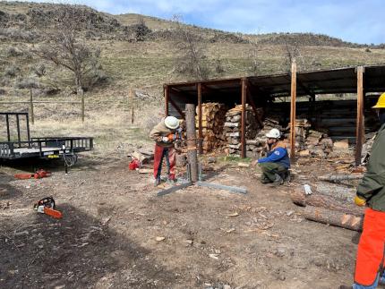 Forester Nequette making proper cuts to fell a tree.