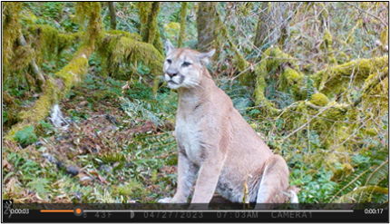 Cougar feeding on the goat carcass.