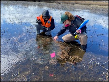 Hallock and Motiff try to count the number of egg masses in a large cluster 