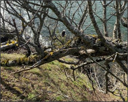 The injured eagle on its inaccessible cliff perch.