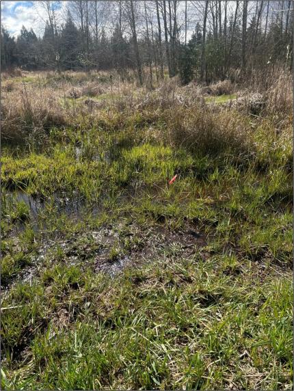 Low water levels at one Oregon spotted frog egg cluster (red flagged) at the Salmon Creek breeding site, 2023