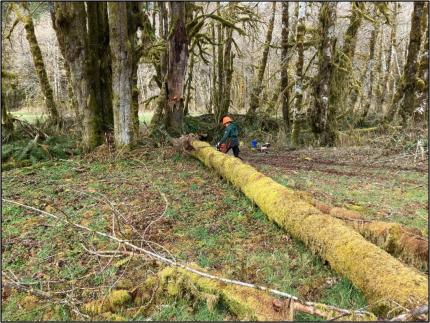 Technician Martinez cutting a very large alder limb that had fallen in the Pinkney field