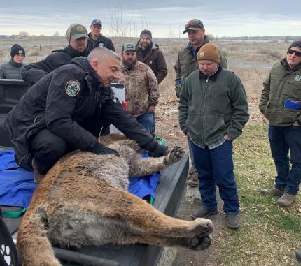 Conflict staff members reviewing capture equipment and cougar sampling.