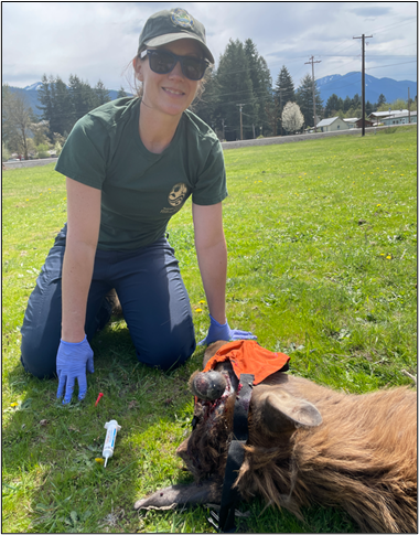 Biologist Stephens ready to reverse the immobilization chemicals.