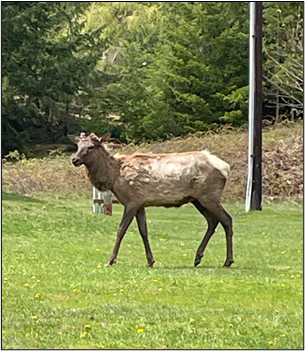 The elk post-capture and freed from the entanglement. 