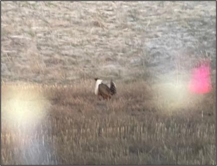 Photos of male greater sage-grouse displaying at their leks.