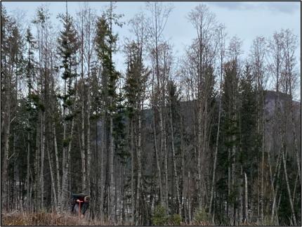 Assistant Manager Breitenstein plants native tree saplings at the Alder Creek Unit of Mt. St. Helens Wildlife Area.