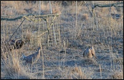 Displaying sharp-tail males on a lek. 